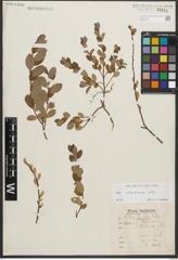 Foto von Salix starkeana Willd.